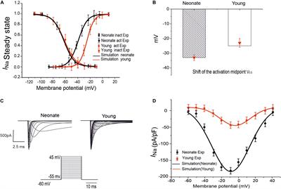 Mechanistic Insights Into the Reduced Pacemaking Rate of the Rabbit Sinoatrial Node During Postnatal Development: A Simulation Study